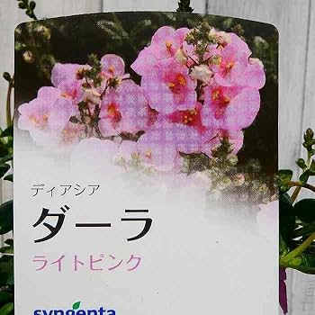 油彩画 花 ピンク ダークグリーン アジサイ マジカル グリーンファイヤー 5号○ピンクグリーン秋色